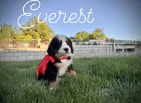 AKC Everest - Champion lines, a female Bernese Mountain Dog for sale in Orem, UT – 4 of 4
