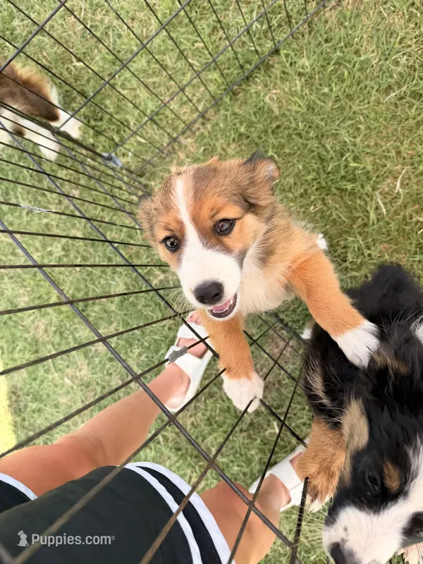 Shye – Miniature Australian Shepherd, Toy Australian Shepherd puppy for sale in Keota, OK