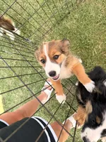 Shye, a female Miniature Australian Shepherd and Toy Australian Shepherd for sale in Keota, OK – 1 of 6