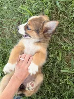 Shye, a female Miniature Australian Shepherd and Toy Australian Shepherd for sale in Keota, OK – 4 of 6