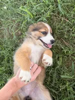 Shye, a female Miniature Australian Shepherd and Toy Australian Shepherd for sale in Keota, OK – 6 of 6