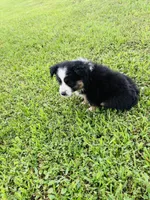 Daisy, a female Miniature Australian Shepherd and Toy Australian Shepherd for sale in Keota, OK – 3 of 3