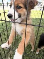 Shye, a female Miniature Australian Shepherd and Toy Australian Shepherd for sale in Keota, OK – 2 of 6