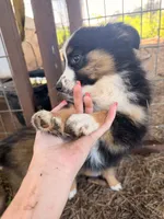 Daisy, a female Miniature Australian Shepherd and Toy Australian Shepherd for sale in Keota, OK – 2 of 3