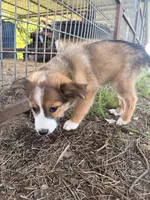 Shye, a female Miniature Australian Shepherd and Toy Australian Shepherd for sale in Keota, OK – 5 of 6