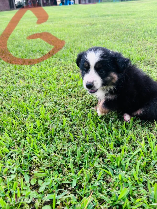 Daisy – Miniature Australian Shepherd, Toy Australian Shepherd puppy for sale in Keota, OK