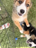 Shye, a female Miniature Australian Shepherd and Toy Australian Shepherd for sale in Keota, OK – 3 of 6