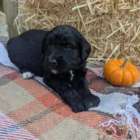 Honey (HoneyCrisp), a female Bernedoodle for sale in Kansas City, MO – 4 of 9