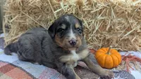 Rusty, a male Bernedoodle for sale in Kansas City, MO – 3 of 8
