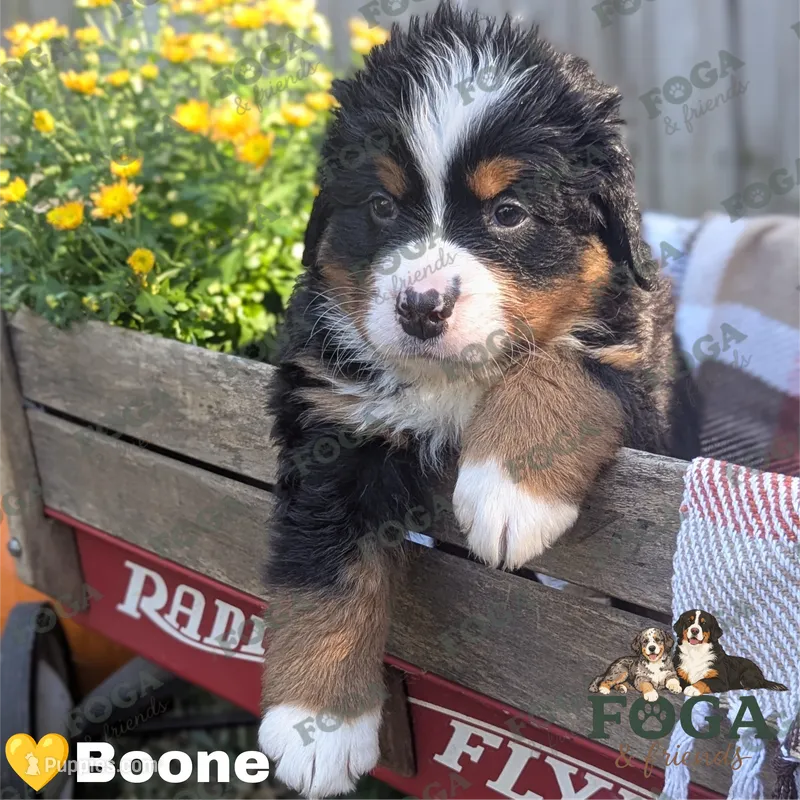 Boone – Bernese Mountain Dog puppy for sale in Kansas City, MO