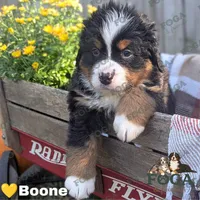 Boone, a male Bernese Mountain Dog for sale in Kansas City, MO – 1 of 1