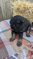 Mocha, a female Bernedoodle for sale in Kansas City, MO – 4 of 6