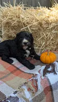 Pumpkin, a female Bernedoodle for sale in Kansas City, MO – 5 of 7