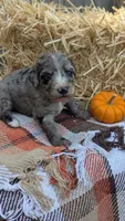 Ginger, a female Bernedoodle for sale in Kansas City, MO – 3 of 7