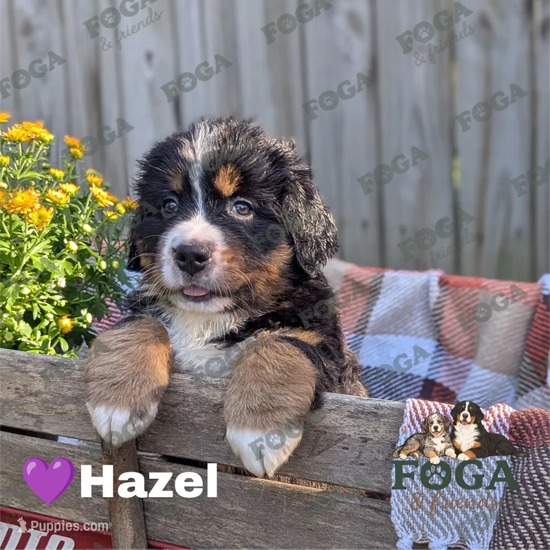 Hazel – Bernese Mountain Dog puppy for sale in Kansas City, MO