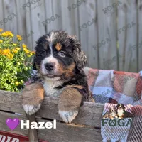 Hazel, a female Bernese Mountain Dog for sale in Kansas City, MO – 1 of 1