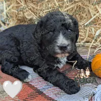 Pumpkin, a female Bernedoodle for sale in Kansas City, MO – 2 of 7