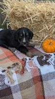 Cinnamon, a female Bernedoodle for sale in Kansas City, MO – 6 of 6