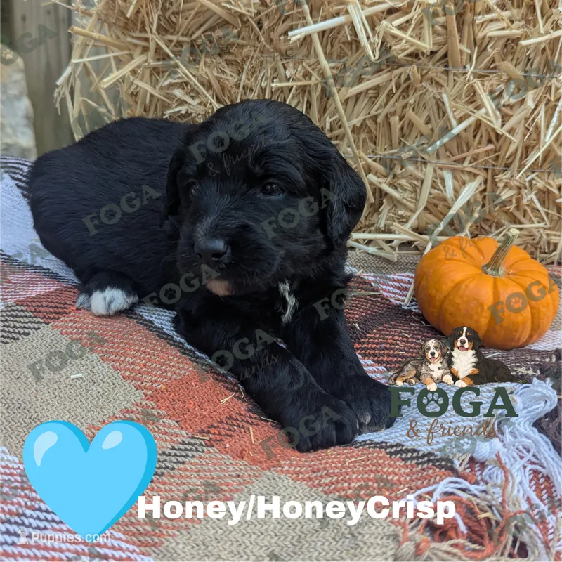 Honey (HoneyCrisp) – Bernedoodle puppy for sale in Kansas City, MO
