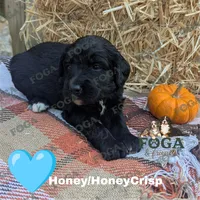 Honey (HoneyCrisp), a female Bernedoodle for sale in Kansas City, MO – 1 of 9