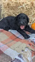 Honey (HoneyCrisp), a female Bernedoodle for sale in Kansas City, MO – 6 of 9