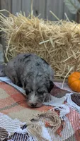 Ginger, a female Bernedoodle for sale in Kansas City, MO – 2 of 7