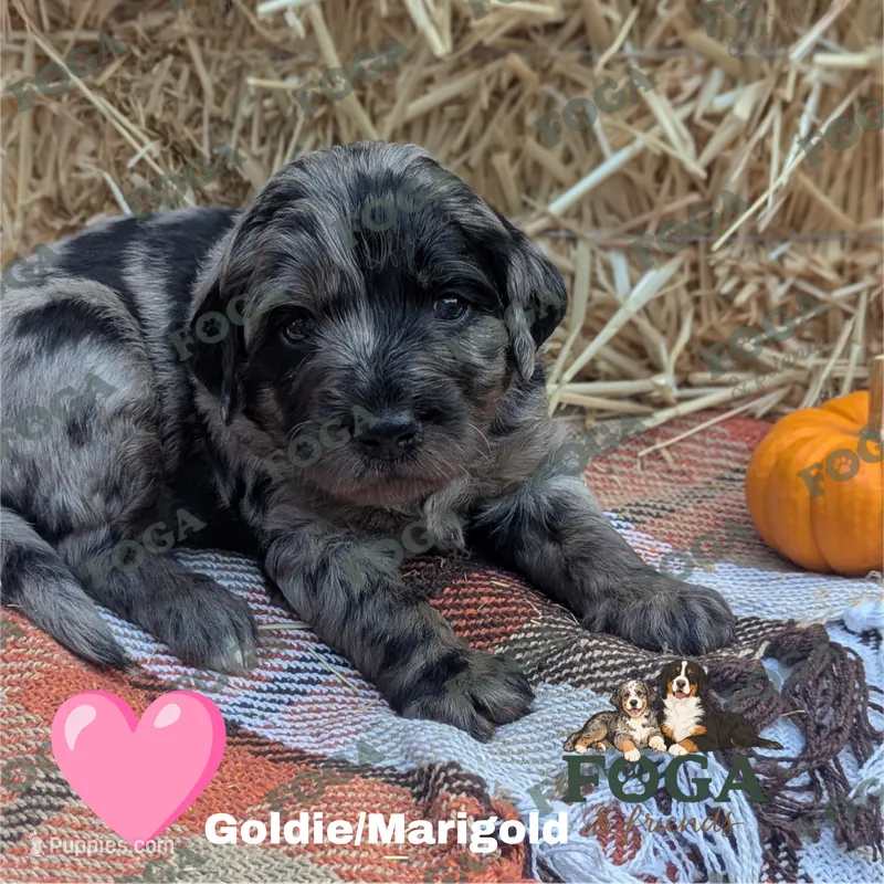Goldie (Marigold) – Bernedoodle puppy for sale in Kansas City, MO