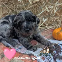 Goldie (Marigold), a female Bernedoodle for sale in Kansas City, MO – 1 of 7
