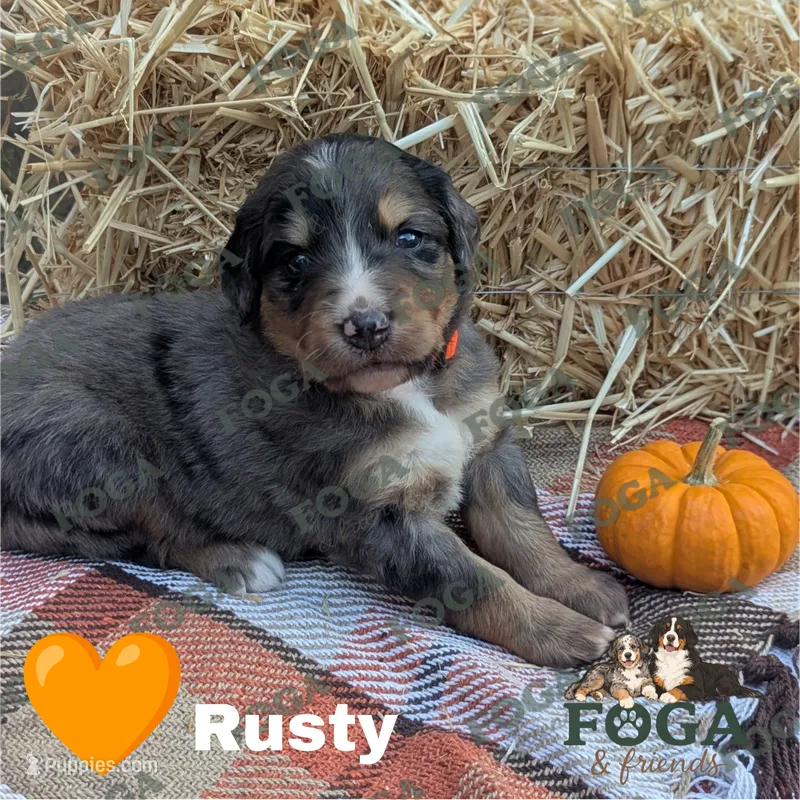 Rusty – Bernedoodle puppy for sale in Kansas City, MO