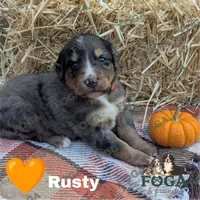 Rusty, a male Bernedoodle for sale in Kansas City, MO – 1 of 8