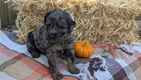 Cider, a male Bernedoodle for sale in Kansas City, MO – 3 of 6