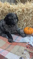 Penny, a female Bernedoodle for sale in Kansas City, MO – 6 of 6