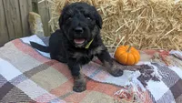 Mocha, a female Bernedoodle for sale in Kansas City, MO – 5 of 6