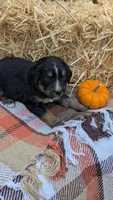 Cinnamon, a female Bernedoodle for sale in Kansas City, MO – 5 of 6
