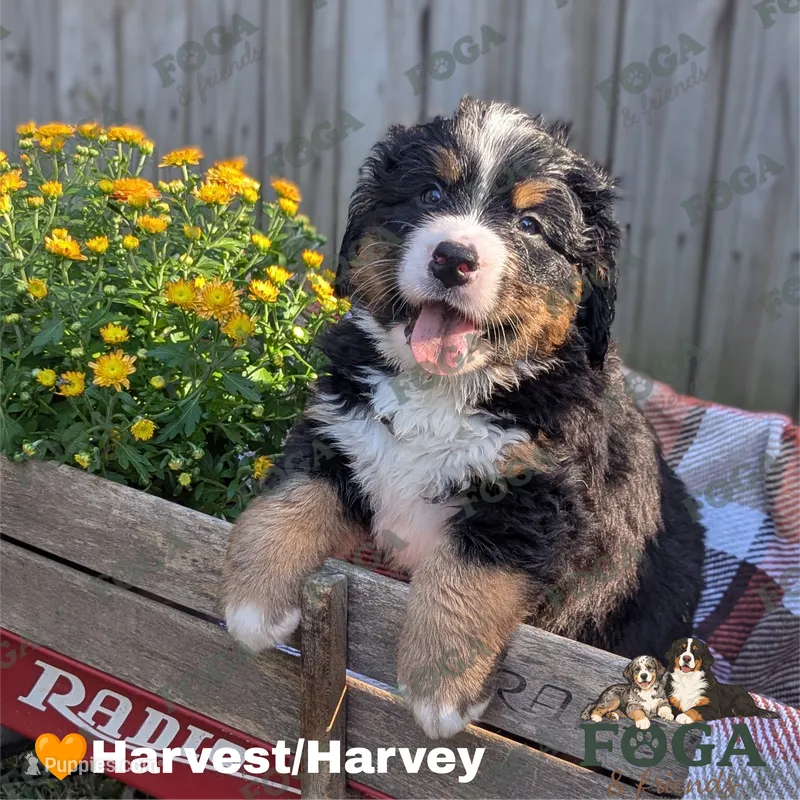 Harvey(Harvest) – Bernese Mountain Dog puppy for sale in Kansas City, MO