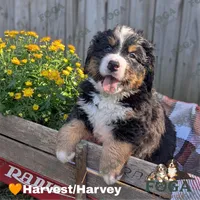 Harvey(Harvest), a male Bernese Mountain Dog for sale in Kansas City, MO – 1 of 1