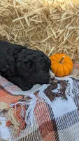 Pumpkin, a female Bernedoodle for sale in Kansas City, MO – 3 of 7