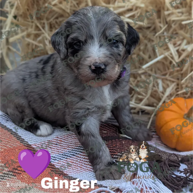 Ginger – Bernedoodle puppy for sale in Kansas City, MO