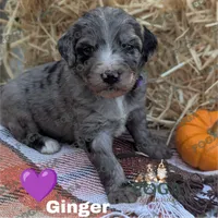 Ginger, a female Bernedoodle for sale in Kansas City, MO – 1 of 7
