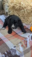 Pumpkin, a female Bernedoodle for sale in Kansas City, MO – 4 of 7