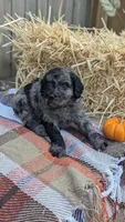 Penny, a female Bernedoodle for sale in Kansas City, MO – 3 of 6