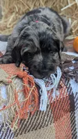 Goldie (Marigold), a female Bernedoodle for sale in Kansas City, MO – 2 of 7
