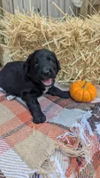 Honey (HoneyCrisp), a female Bernedoodle for sale in Kansas City, MO – 3 of 9