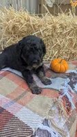 Mocha, a female Bernedoodle for sale in Kansas City, MO – 2 of 6