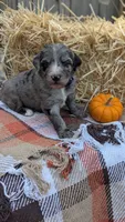Ginger, a female Bernedoodle for sale in Kansas City, MO – 6 of 7