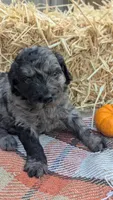 Penny, a female Bernedoodle for sale in Kansas City, MO – 2 of 6