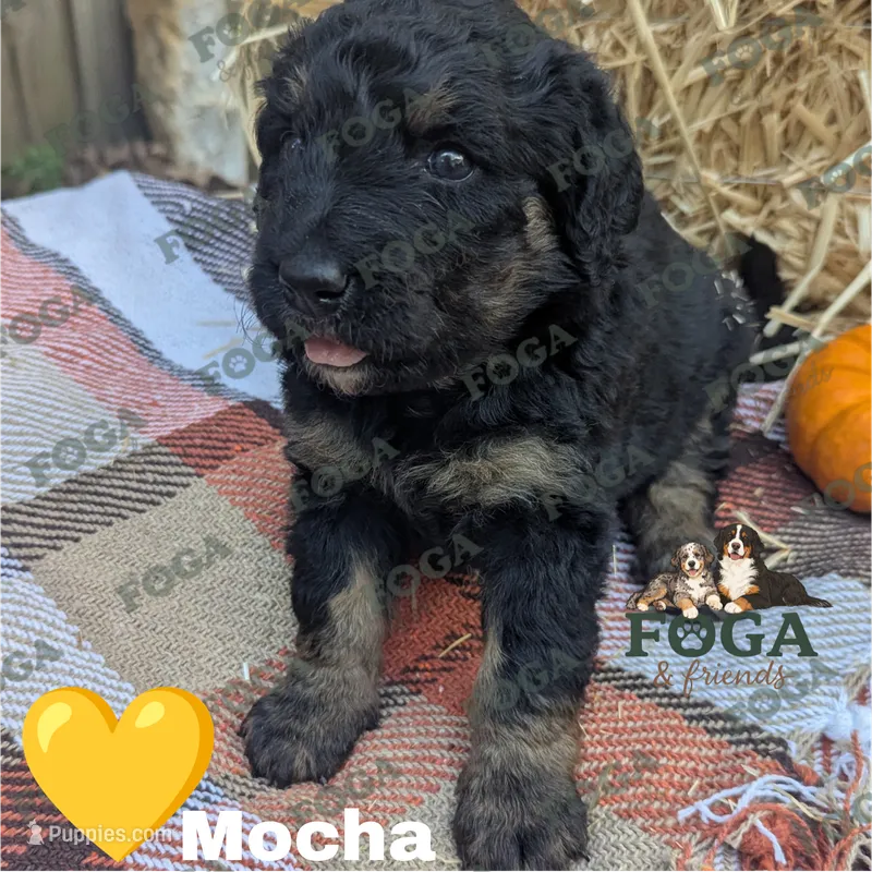 Mocha – Bernedoodle puppy for sale in Kansas City, MO