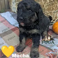 Mocha, a female Bernedoodle for sale in Kansas City, MO – 1 of 6