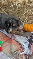Rusty, a male Bernedoodle for sale in Kansas City, MO – 6 of 8