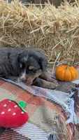 Rusty, a male Bernedoodle for sale in Kansas City, MO – 8 of 8
